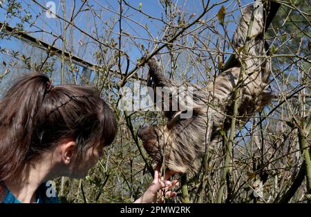 Marlow, Deutschland. 12. April 2023. Tierhalter Anni Bröder streichelt Faultier Pauli im Vogelpark. Der Vogelpark begann die neue Saison Mitte März. Im vergangenen Jahr zählte der Park nach eigenen Zahlen 265.000 Gäste, was ihn zu einer der meistbesuchten Freizeiteinrichtungen in Mecklenburg-Vorpommern macht. (Dpa 'Heads Down' im Vogelpark - Weißkopfseeadler im Tiefflug') Guthaben: Bernd Wüstneck/dpa/Alamy Live News Stockfoto