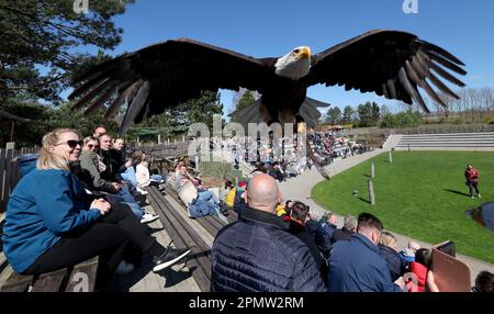 Marlow, Deutschland. 12. April 2023. Der Weißkopfseeadler Franklin gleitet bei der Flugshow im Vogelpark über die Köpfe der Besucher. Der Vogelpark begann die neue Saison Mitte März. Im vergangenen Jahr zählte der Park nach eigenen Zahlen 265.000 Gäste, was ihn zu einer der meistbesuchten Freizeiteinrichtungen in Mecklenburg-Vorpommern macht. (Dpa 'Heads Down' im Vogelpark - Weißkopfseeadler im Tiefflug') Guthaben: Bernd Wüstneck/dpa/Alamy Live News Stockfoto