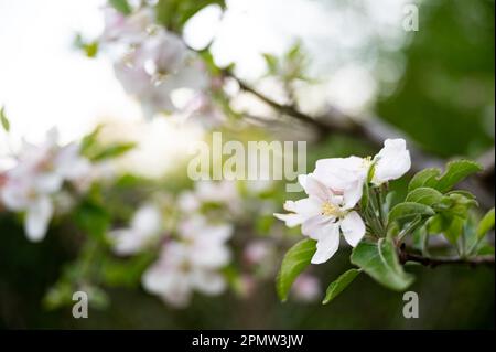 Nahaufnahme einer wunderschönen weißen Blume eines Apfelbaums, die im Frühling blüht. Mit unscharfem Hintergrund. Stockfoto