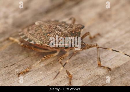 Detaillierte Nahaufnahme eines erwachsenen asiatischen braunen mediterranen Pentatomid-Schildkäfers, Halyomorpha halys, ein Schädling für Obst und Landwirtschaft Stockfoto