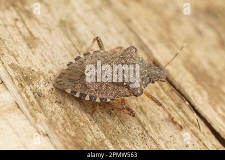 Detaillierte Nahaufnahme eines erwachsenen asiatischen braunen mediterranen Pentatomid-Schildkäfers, Halyomorpha halys, ein Schädling für Obst und Landwirtschaft Stockfoto