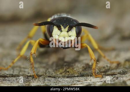 Natürlich detektierte frontale Nahaufnahme des Kopfes eines europäischen Bienwolfs, Philanthus triangulum auf einem Stück Holz Stockfoto