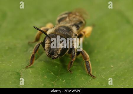 Detaillierte frontale Nahaufnahme einer gelben Bergbaubiene, Andrena Flavipes, die auf einem grünen Blatt sitzt Stockfoto