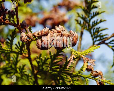 Ein Thuja-Ast mit kleinen braunen Zapfen in Nahaufnahme Stockfoto