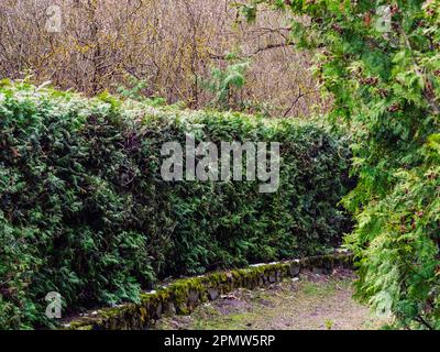 Eine Reihe wild getrimmter Thuja-Büsche entlang der Biegung auf dem Wanderweg des Parks Stockfoto