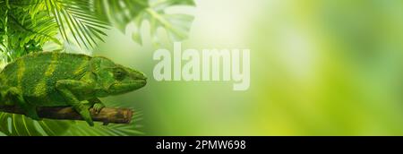 Grünes Chamäleon auf einem Ast, umgeben von tropischen Blättern. Banner Stockfoto
