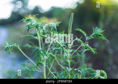 Blühende Ambrosia artemisiifolia ist eine gefährliche allergene Pflanze. Unkrautbüsche verursachen Allergien. Saisonale Blüte von Ragweed, gefährlich Stockfoto