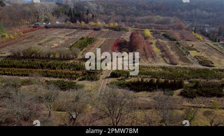 Die Pflanzenzüchtung im Herbst. Fliegen über Pflanzen verschiedener Sorten in Beeten in der Baumschule am sonnigen Herbsttag.Draufsicht. Draufsicht. Anbau und Anbau verschiedener Pflanzen und Bäume. Stockfoto