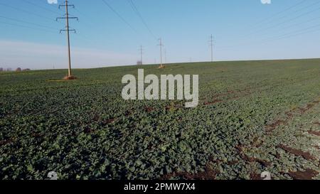 Landschaftsbau. An sonnigen Tagen über ein Feld mit grünen Blättern zu fliegen. Draufsicht. Landwirtschaftliche landwirtschaftliche Agrarfelder. Industrieller Anbau von Zuckerrüben. Landwirtschaftliches Feld Stockfoto