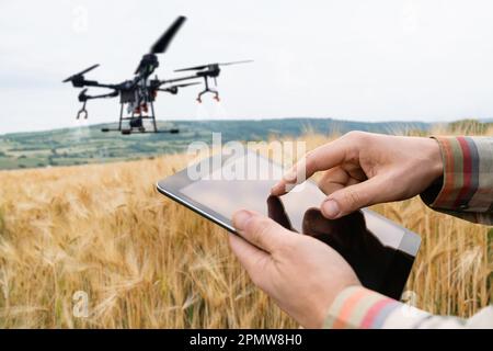 Die Drohne fliegt über das Weizenfeld. Intelligente Landwirtschaft und Präzisionslandwirtschaft. Hochwertiges Foto Stockfoto