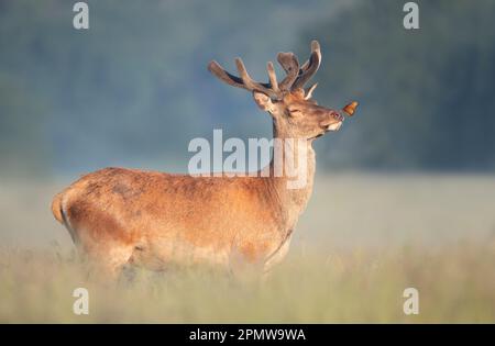 Nahaufnahme eines Hirschgeweihs mit einem Schmetterling auf der Nase im Sommer, Großbritannien. Stockfoto