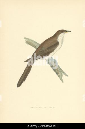 Gelbschnabel-Kuckuck. Morris's Britische Vögel. Antiker Farbdruck 1903 Stockfoto