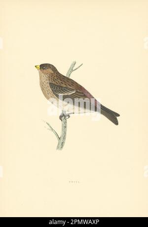 Twite. Morris's Britische Vögel. Antiker Farbdruck 1903 Jahre alt Stockfoto
