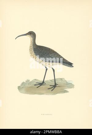 Whimbrel. Morris's Britische Vögel. Antiker Farbdruck 1903 Jahre alt Stockfoto