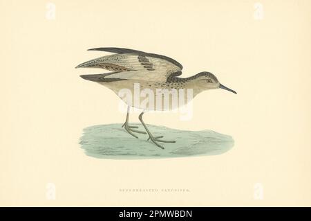 Sandpiper mit Puffbrust. Morris's Britische Vögel. Antiker Farbdruck 1903 Stockfoto