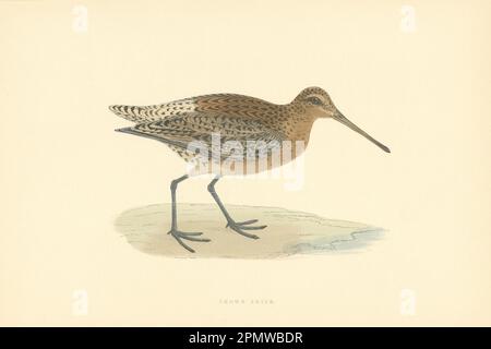 Brauner Spitzel. Morris's Britische Vögel. Antiker Farbdruck 1903 Jahre alt Stockfoto