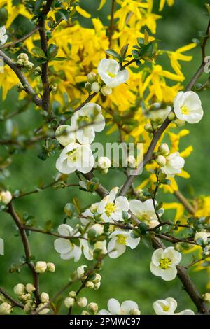 Weiß, Gelb, Frühling, Blumen, Chaenomele „Nivalis“, Forsythien blühende Sträucher im Garten Stockfoto