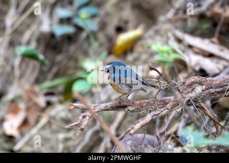 Verschneiter Fliegenschnäpper (Ficedula hyperythra) in Rongtong in Westbengalen, Indien Stockfoto