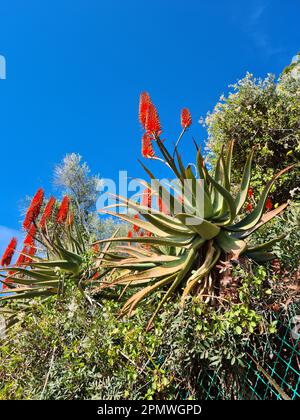 Ein fesselndes Foto von markanten rot-orangefarbenen Blumen auf Aloe Arborescens Pflanzen vor einem strahlend blauen Sommerhimmel, der Wärme und Lebendigkeit ausstrahlt Stockfoto