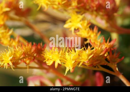 Nahaufnahme von Sedum Palmeri Sukkulente mit Blumen Stockfoto