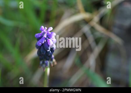 Blaues Nazarenen oder Traubenhyazinth (Muscari-Neglectum) inmitten von Wiesengras mit schönem Bokeh-Hintergrund Stockfoto