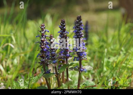 Blaues Horn / Bugleherb / Bugleweed / Carpetweed (Ajuga reptans) in der Blume Toskana, Italien Stockfoto