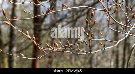 Im Frühjahr entstehende Buchenblattknospen Stockfoto