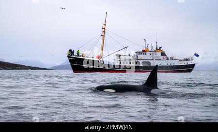 Orca-Killerwal (Orcinus orca) bei der Walbeobachtung vor Skjervøy, Tromsø, Norwegen Stockfoto