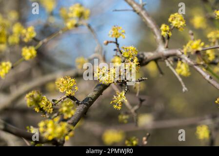 Cornus Mas, kornelgelbe Blüten auf Zweig-Nahaufnahme selektiver Fokus Stockfoto