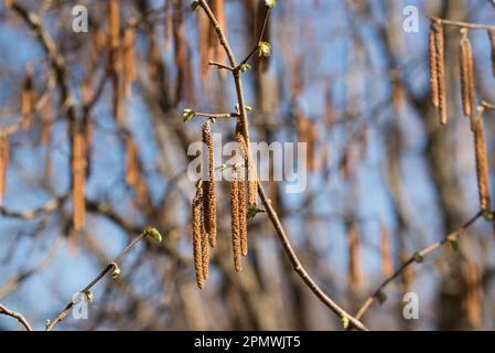 Corylus avellana, gemeine Haselkatkins auf Zweig-Nahaufnahme, selektiver Fokus Stockfoto