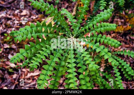 Sämling einer Banksia grandis (Bull banksia oder Riesenbanksia), einer gemeinsamen und charakteristischen Pflanzenart im Südwesten von Westaustralien Stockfoto