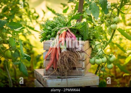 Leckeres und grünes Gemüse, frisch im Garten gepflückt. Bio-Gemüse im Heimgarten. Stockfoto