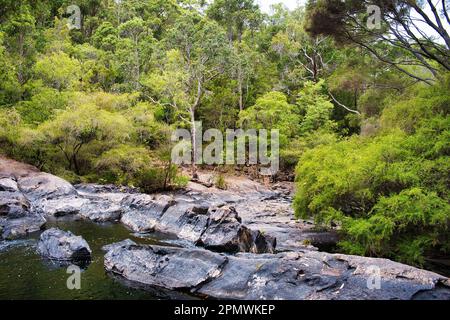 Steiles, felsiges Flussbett in einem dichten Wald: Der Lefroy Brook im Karri-Wald des Gloucester National Park in der Nähe von Pemberton, Westaustralien Stockfoto