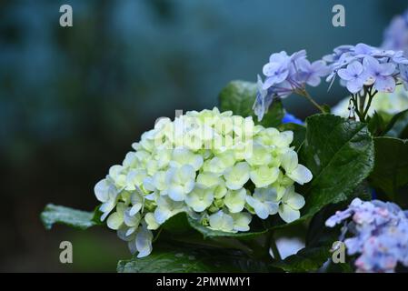 Eine Nahaufnahme der wunderschönen blassgelblichen und blauen Hortensien im Garten. Stockfoto