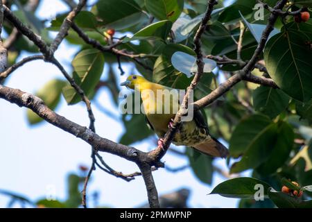 Keilschwanztaube oder grüne Kokla-Taube (Treron sphenurus) in Rongtong in Westbengalen, Indien Stockfoto