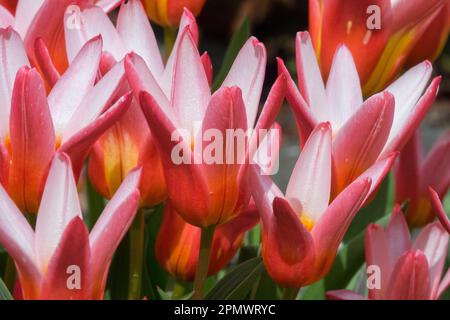 Tulipa kaufmanniana „Hearts delight“ Wasser Lilie Tulpe, Tulpe „Hearts delight“, Bulbus, Pflanzen Stockfoto