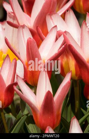 Tulipa 'Hearts Delight', Tulipa kaufmanniana 'Hearts Delight', Liliaceae, Pflanzen Wasser Lilienlilie Tulpe Stockfoto