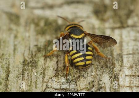 Dorsale Nahaufnahme einer farbenfrohen gelben, orangefarbenen Karderbiene, Rhodanthidium infuscatum, die auf Holz sitzt Stockfoto
