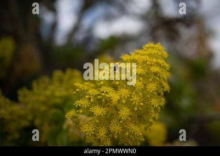 Gelbe Blumen auf grünem Hintergrund. Baum-Äonium, irische Rose Stockfoto