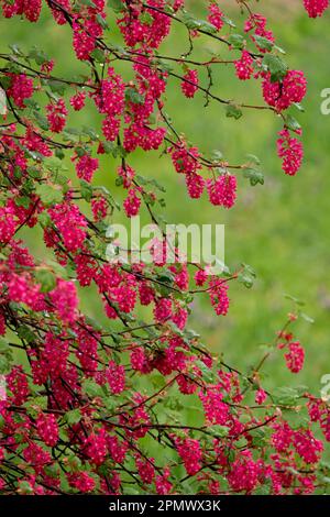 Blüten, Sträucher, Ribes sanguineum, Currant Ribes sanguineum „Koja“ Stockfoto