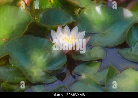 Digitale Malerei einer einzelnen isolierten weissen Wasserlilie unter grünen Lilienpolstern. Stockfoto