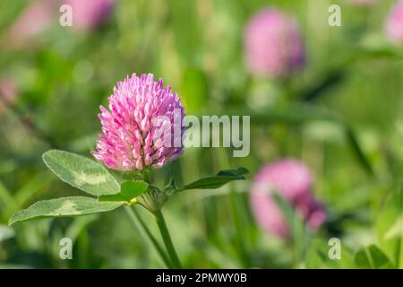 Fliederkleeblümchen im Außenbereich Stockfoto
