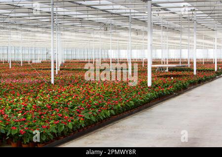 Bunte Anthuriumblumen wachsen in einem Ducth-Gewächshaus Stockfoto