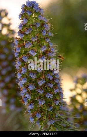 Nahaufnahme der Blume Pride of Madeira (Echium Candicans) Stockfoto