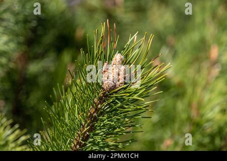Junge Kiefer schießt an einem sonnigen Apriltag Stockfoto