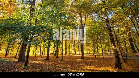 Ein atemberaubender Blick auf einen Wald in seiner Herbstglanz, mit Blättern in satten goldenen Farbtönen auf dem Boden Stockfoto