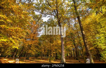 Tauchen Sie ein in die Schönheit der wechselnden Jahreszeiten mit diesem bezaubernden Bild eines gelben Herbstwaldes und einem Boden bedeckt mit einem Mosaik aus Blättern Stockfoto