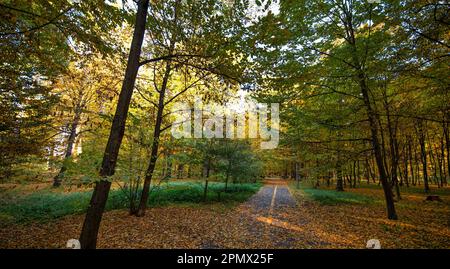 Ein beeindruckendes Foto eines Herbstwaldes in voller Blüte, mit einer atemberaubenden Darstellung von lebendigem gelbem Laub auf den Bäumen und dem Boden Stockfoto