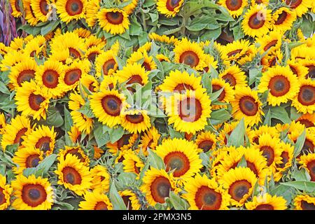 Sonnenblumen sind auf dem Straßenmarkt erhältlich Stockfoto