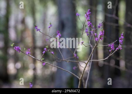 Daphne mezereum in der Blüte am Frühlingstag. Allgemein bekannt als Mezereum, Mezereon, Februar daphne, Lorbeerblätter oder Pfefferkolben. Konzentrieren Sie sich auf den Vordergrund. Stockfoto